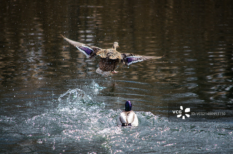 飞越海纳雷斯河图片素材