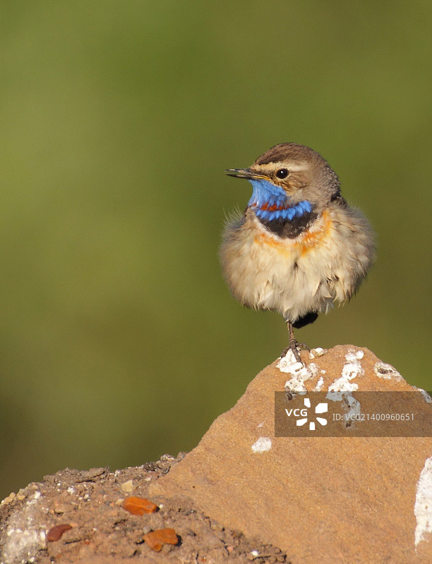 蓝喉歌鸲图片素材