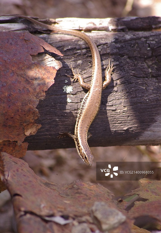 Eulamprus quoyii，东部水蜥图片素材