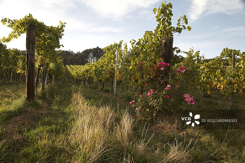 佩希托尔茨多夫，奥地利图片素材