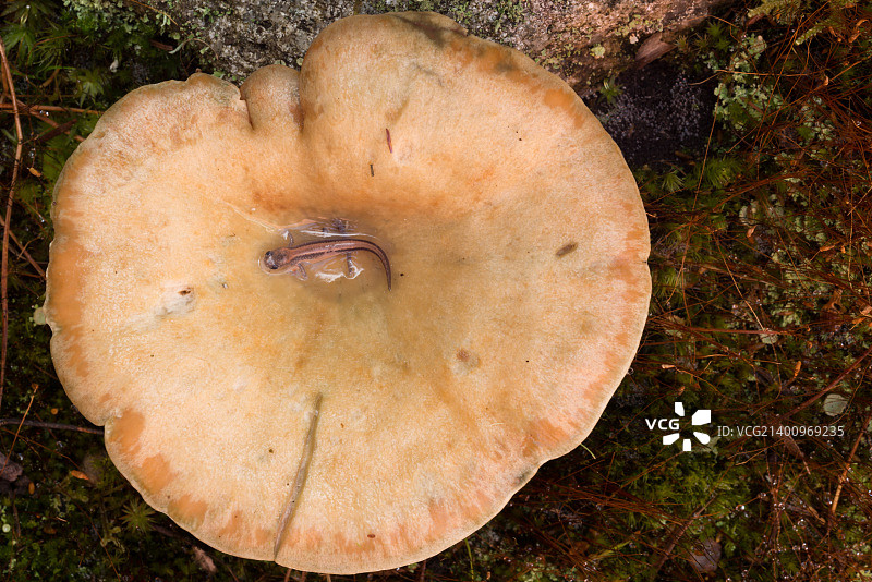 蘑菇上的水池中游泳的蝾螈图片素材