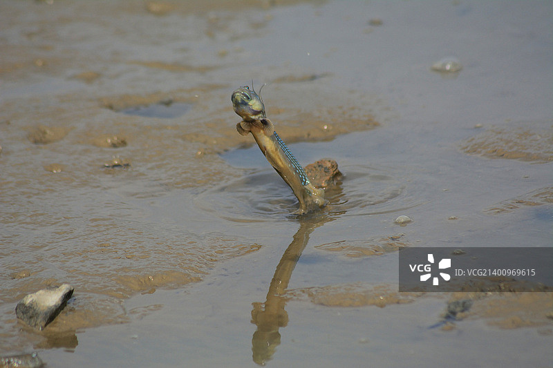 弹涂鱼图片素材