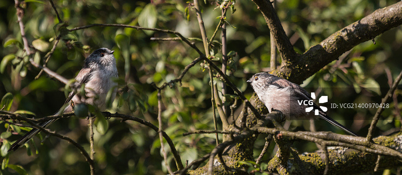 长尾山雀图片素材