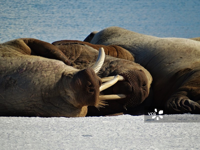 Brandyl海滩上的海象（新奥勒松；斯匹次卑尔根岛）图片素材