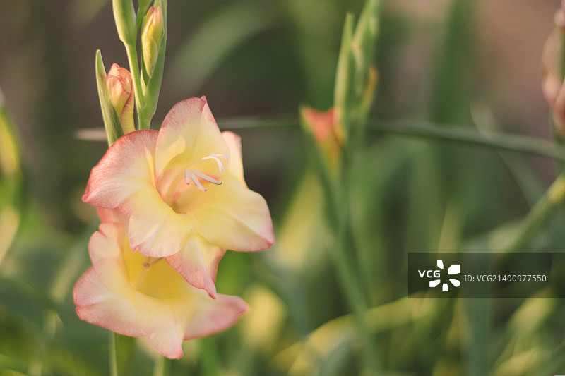 桃色的花朵图片素材