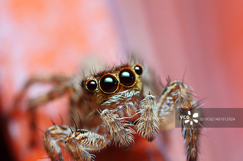 跳蛛的另一姿势图片素材