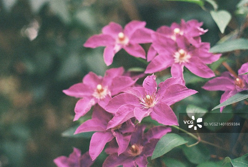 夏季的紫色花朵图片素材