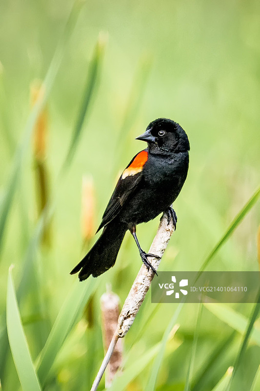 栖息的红翅黑鹂图片素材