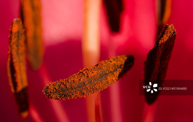 百合花粉图片素材