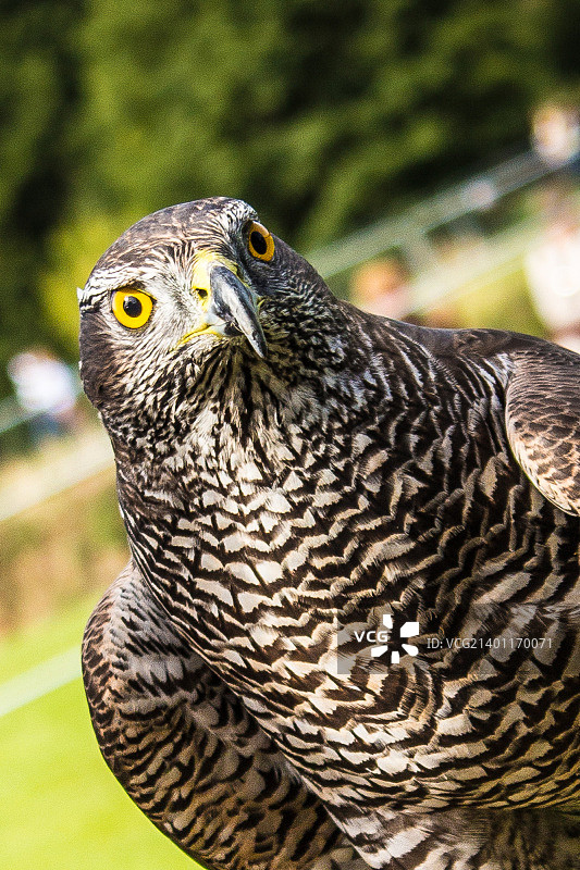 卑鄙的小人图片素材