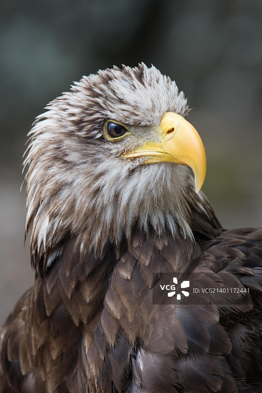 幼年白头海雕图片素材