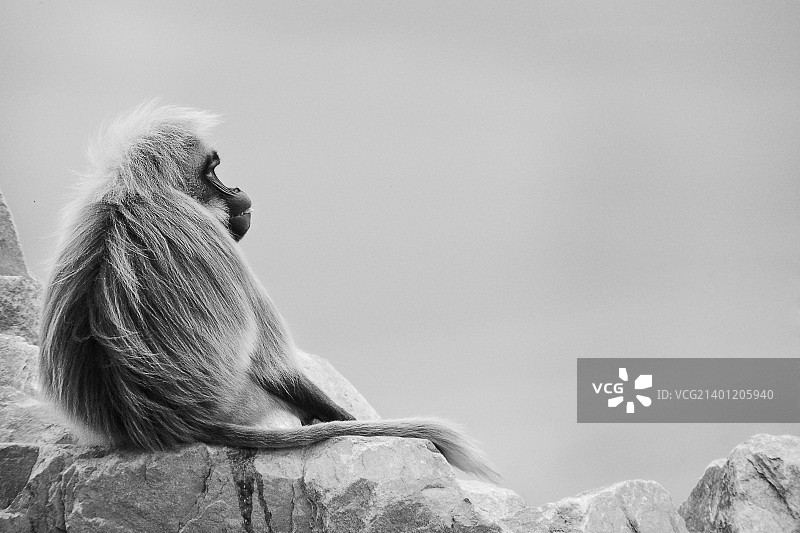 狮尾狒图片素材