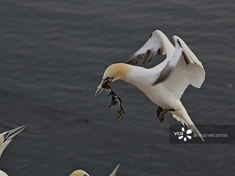 黑尔戈兰岛，德国图片素材