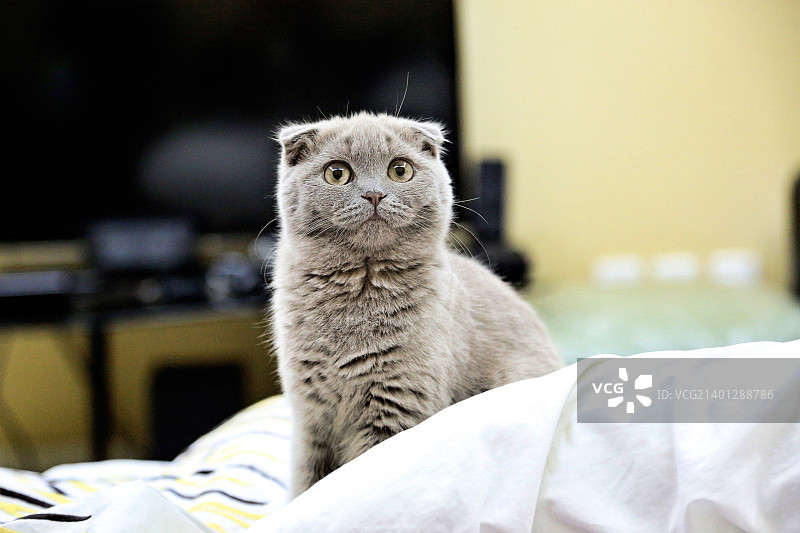 苏格兰折耳猫：凝视你的双眼图片素材