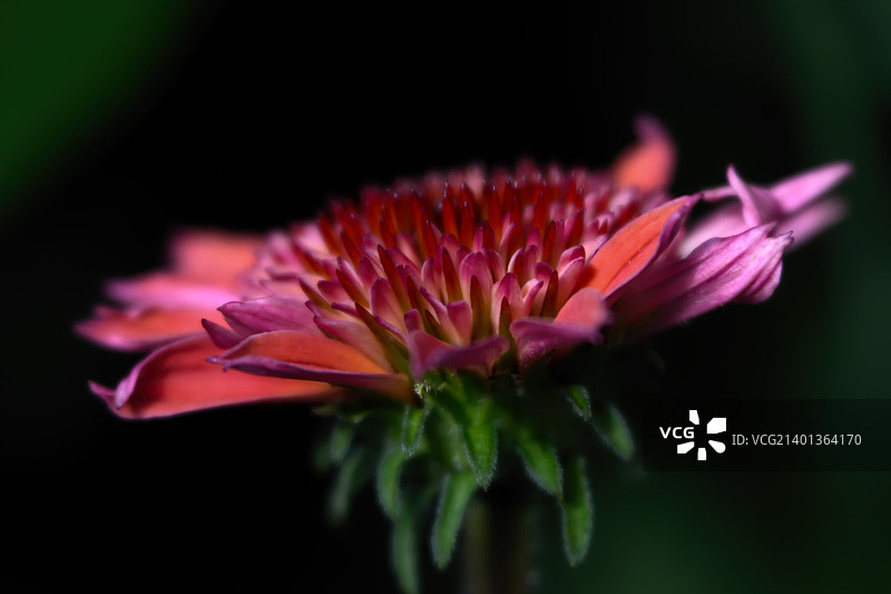 紫锥菊盛开 731图片素材