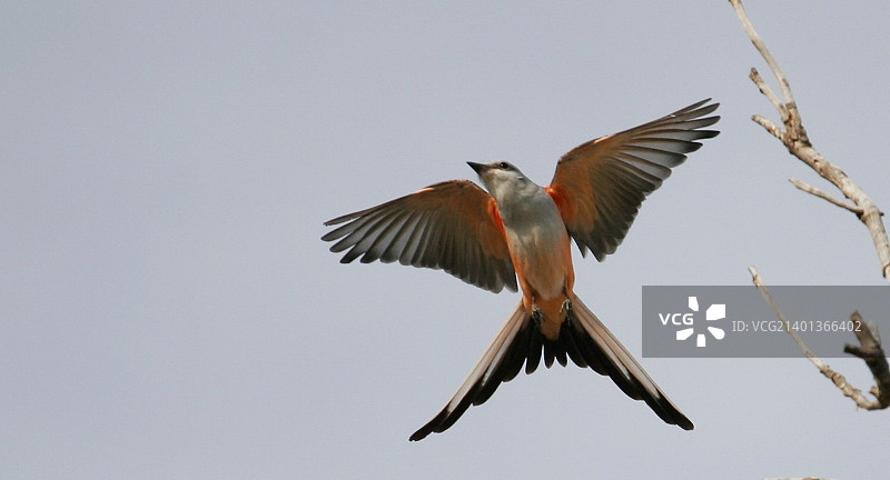 剪尾王霸鹟图片素材