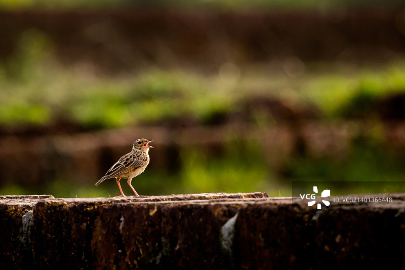 歌百灵图片素材