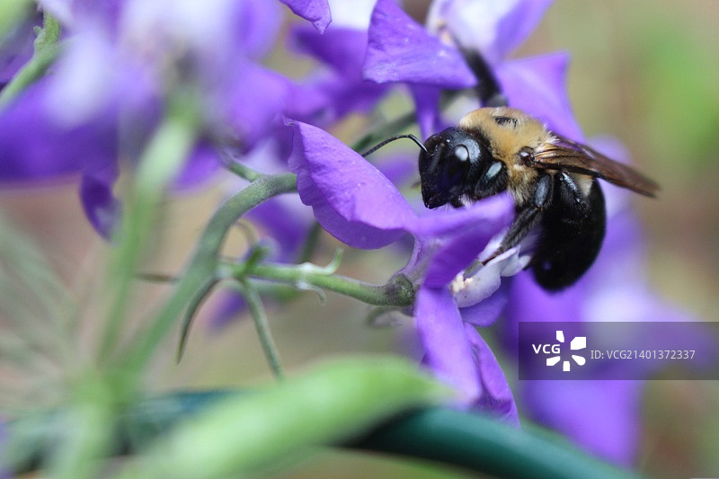 蜜蜂在紫色花朵上采蜜特写图片素材