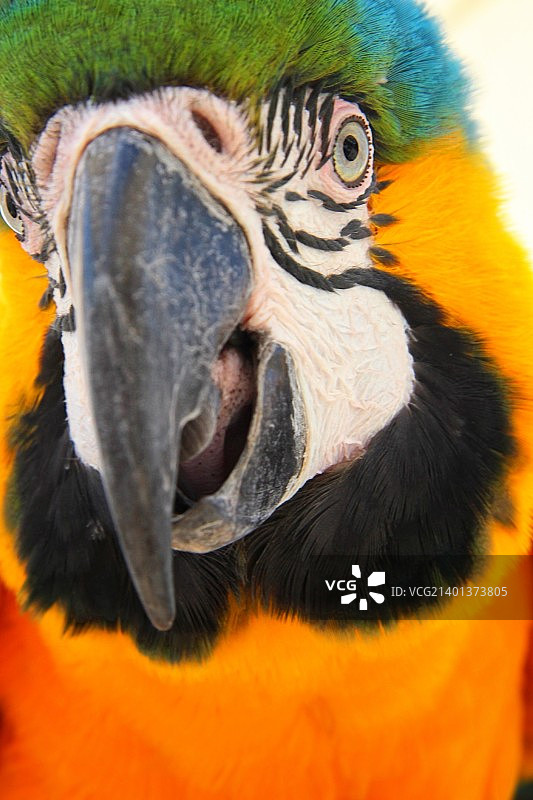 金蓝色金刚鹦鹉特写图片素材