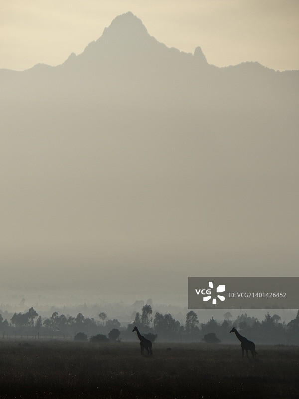 肯尼亚山前平原上的长颈鹿图片素材