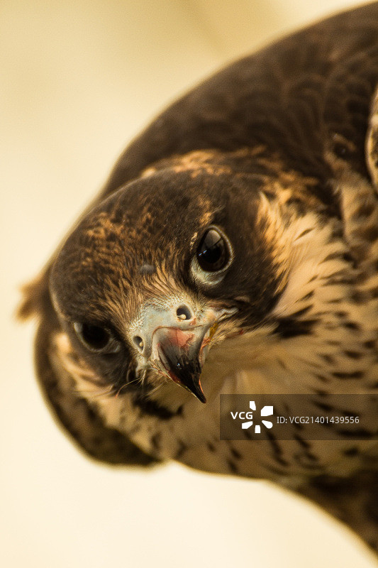 你在看我吗图片素材