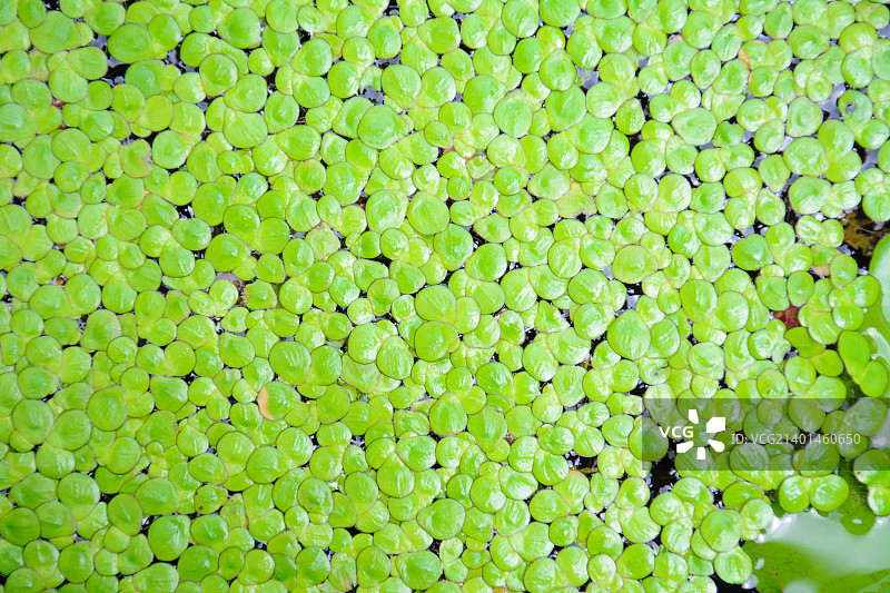 水面上的浮萍叶，可用作背景图片素材