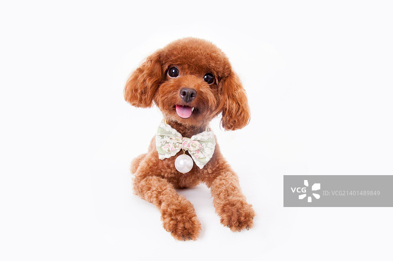 大眼睛贵宾犬图片素材