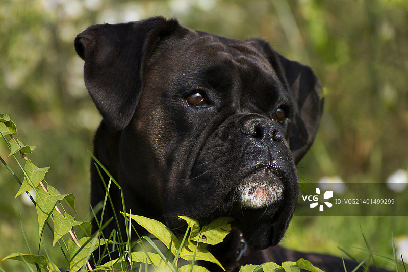 德国拳师犬5图片素材