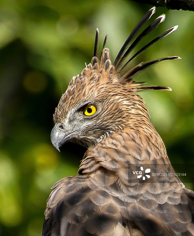多变的鹰雕图片素材