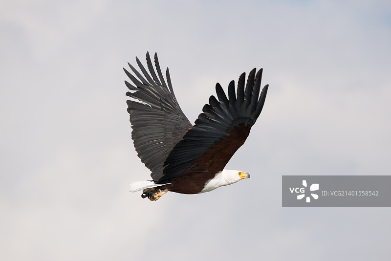 展开翅膀飞翔的非洲海雕图片素材