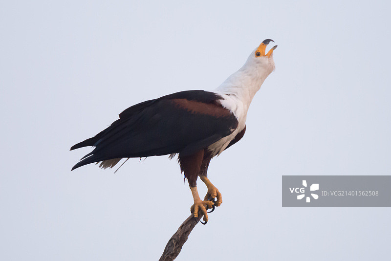 非洲海雕抬头鸣叫图片素材