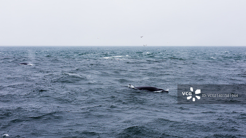 圣劳伦斯湾的小须鲸图片素材
