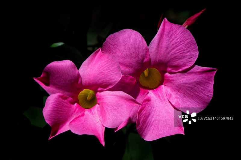 曼德维尔花朵 618图片素材