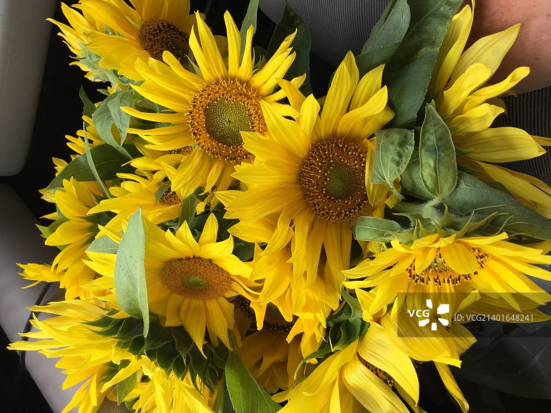 美国梅德福图片素材