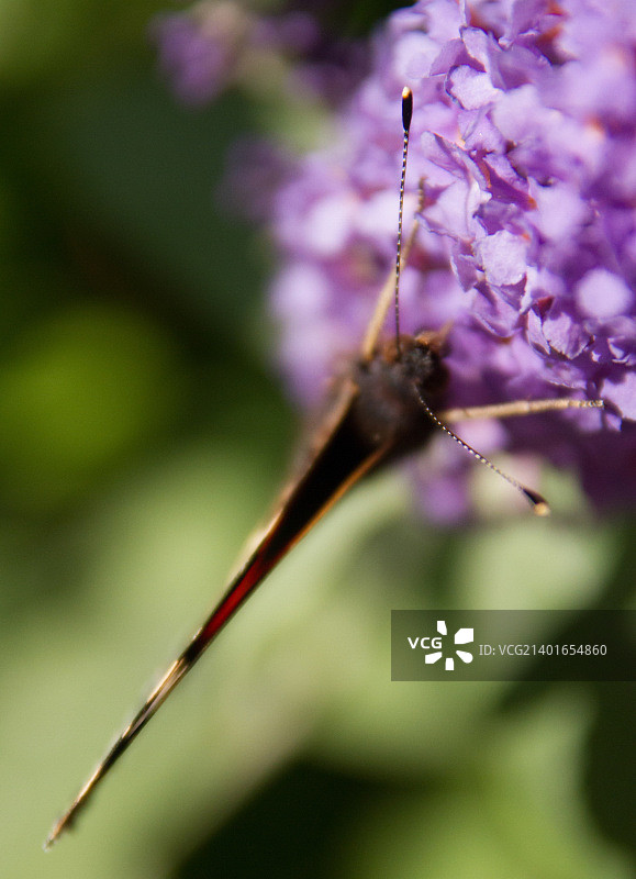 醉鱼草上的蝴蝶2图片素材