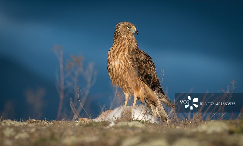 自豪的猎人图片素材