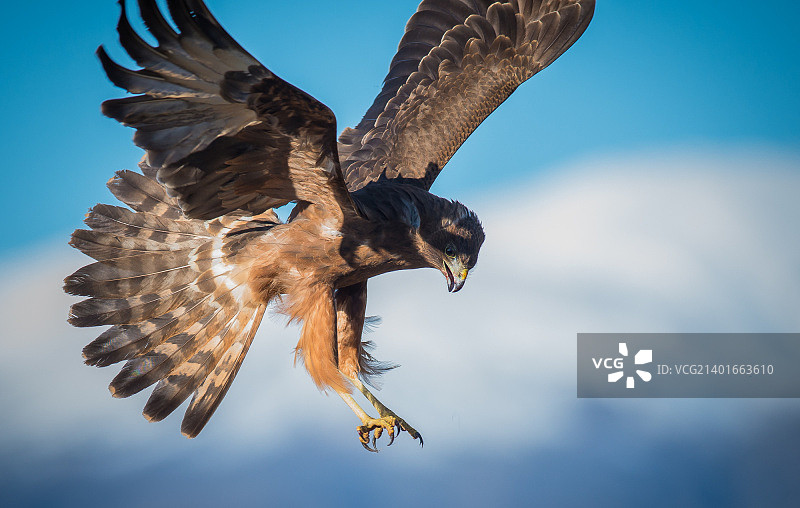 鹰的攻击图片素材
