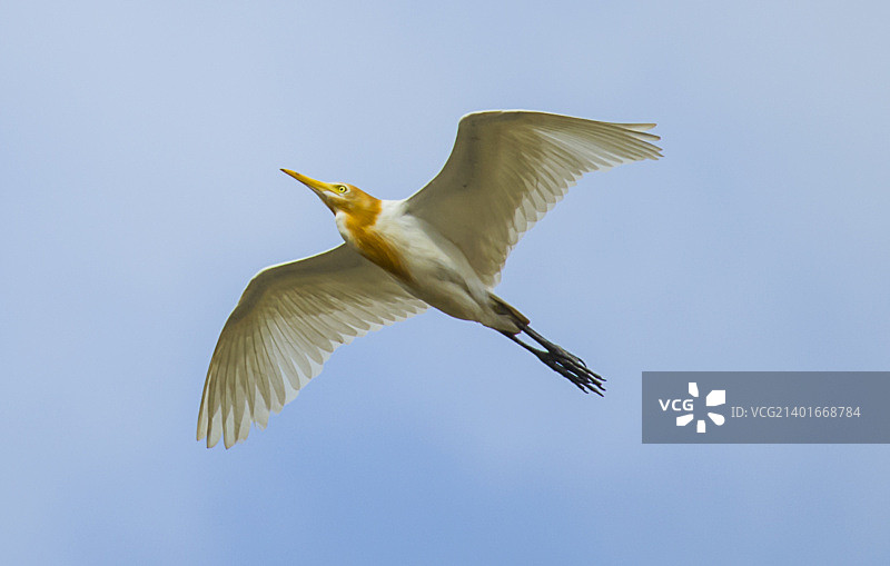 牛背鹭的羽毛图片素材