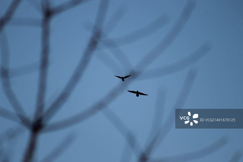 仰视飞机在空中飞行图片素材