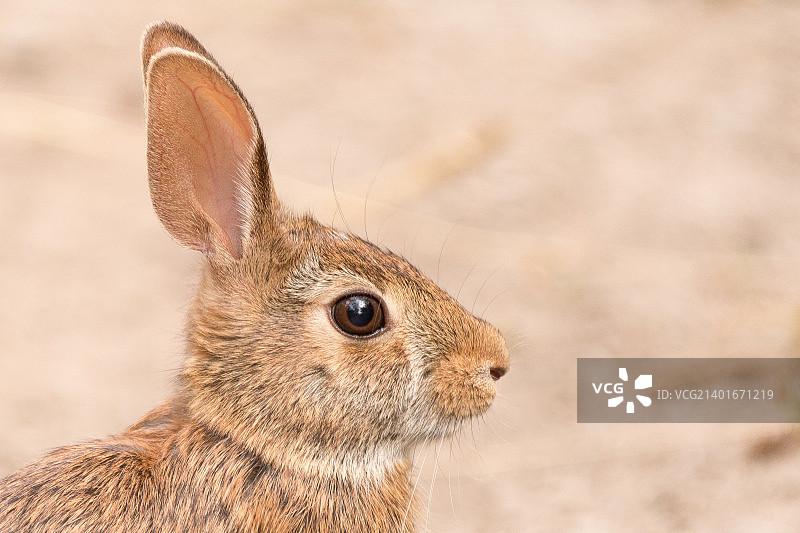 东部棉尾兔图片素材