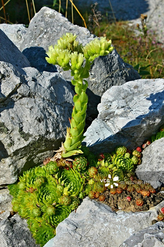 球花景天图片素材