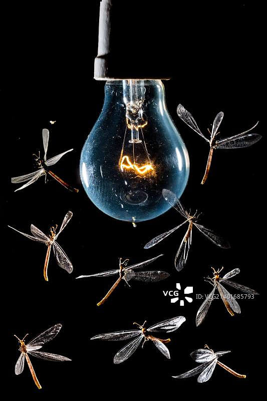 蚁蛉之夜图片素材