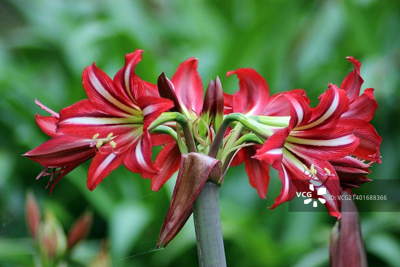 芝博达植物园红色百合花图片素材