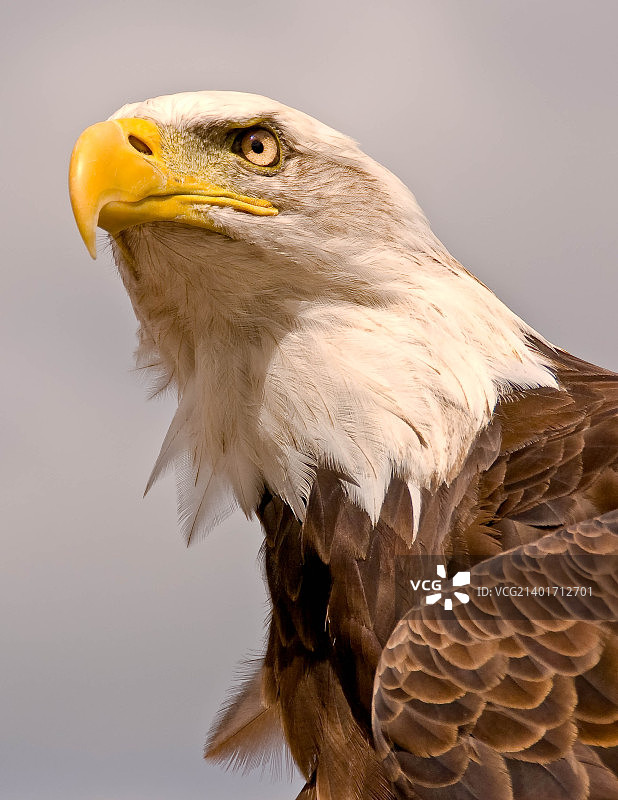 秃鹰肖像图片素材