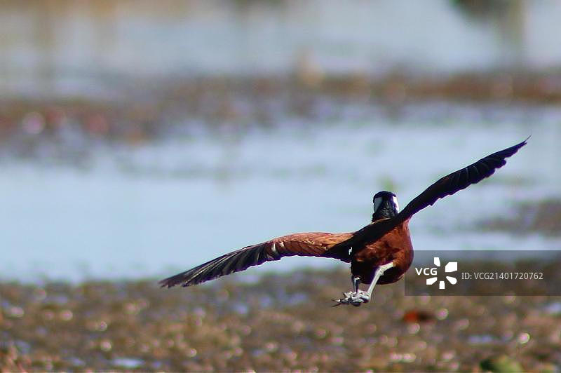 飞过田野的鸟类特写图片素材