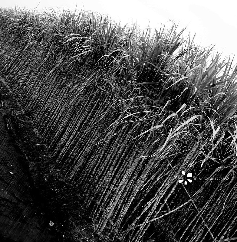 广东省甘蔗田图片素材