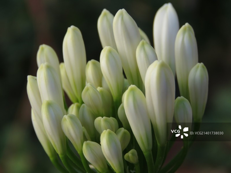 爱情花图片素材