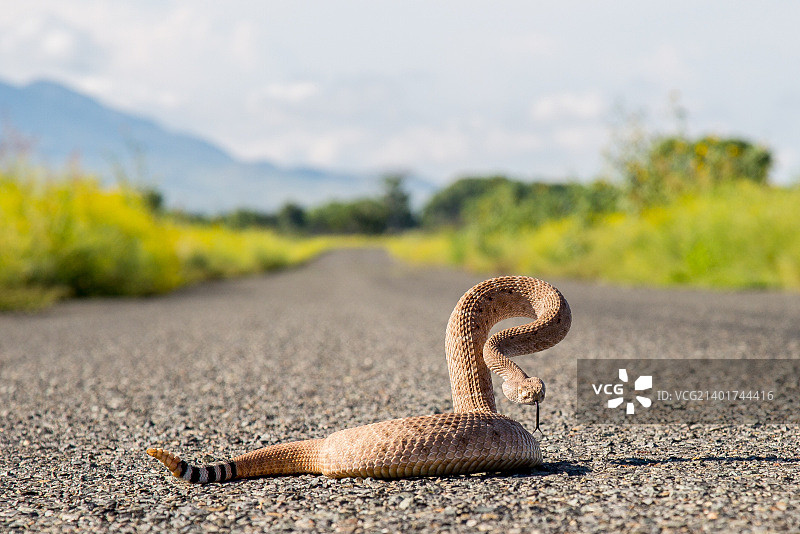 西部菱背响尾蛇（克罗塔卢斯atrox），新墨西哥州图片素材