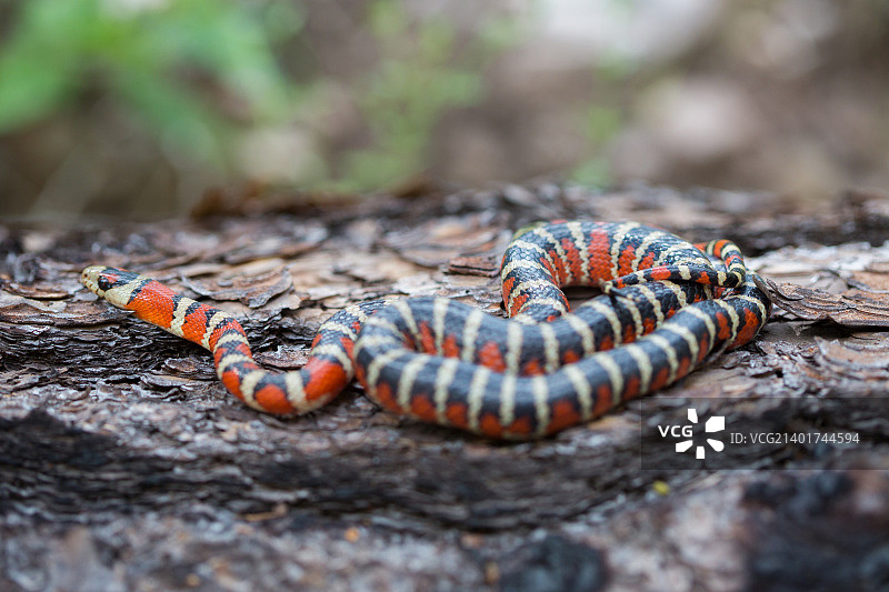 索诺兰山王蛇图片素材