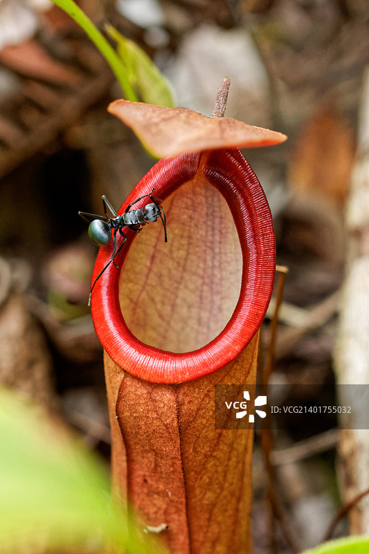 黑蚂蚁在猪笼草边缘试探图片素材